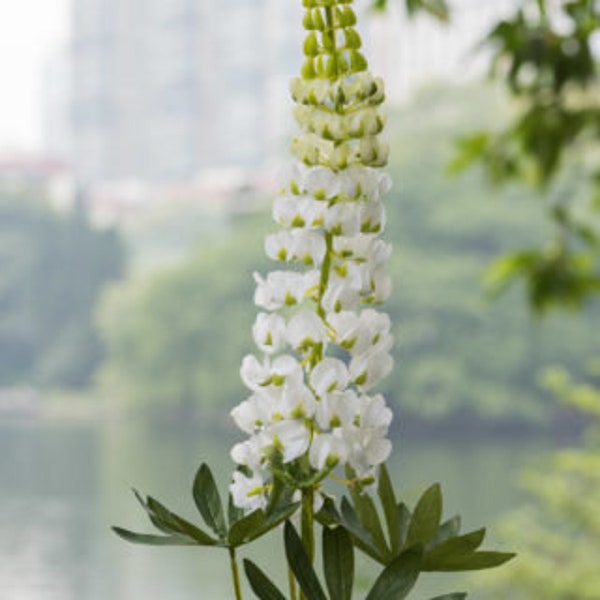 Artificial White Lupin Stem, faux lupin, artificial bluebonnets, faux white bluebonnets, spring flowers, stately home, artificial flowers
