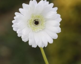Artificial White Gerbera, faux Gerbera, artificial Gerbera, artificial flowers, wedding flowers
