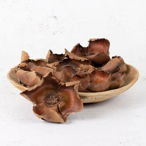 Dried Palm Cups natural brown apothecary botanical dried flowers dried palm visual merchandising