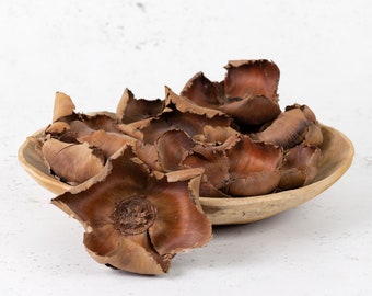 Dried Palm Cups natural brown apothecary botanical dried flowers dried palm visual merchandising