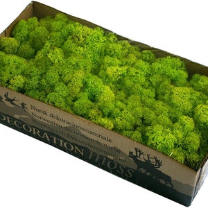 Spring Green Reindeer Moss Natural Preserved 425g-450g Box, Floristry, Wreath Making, DIY Craft, TerrariumsHornby railway modeling