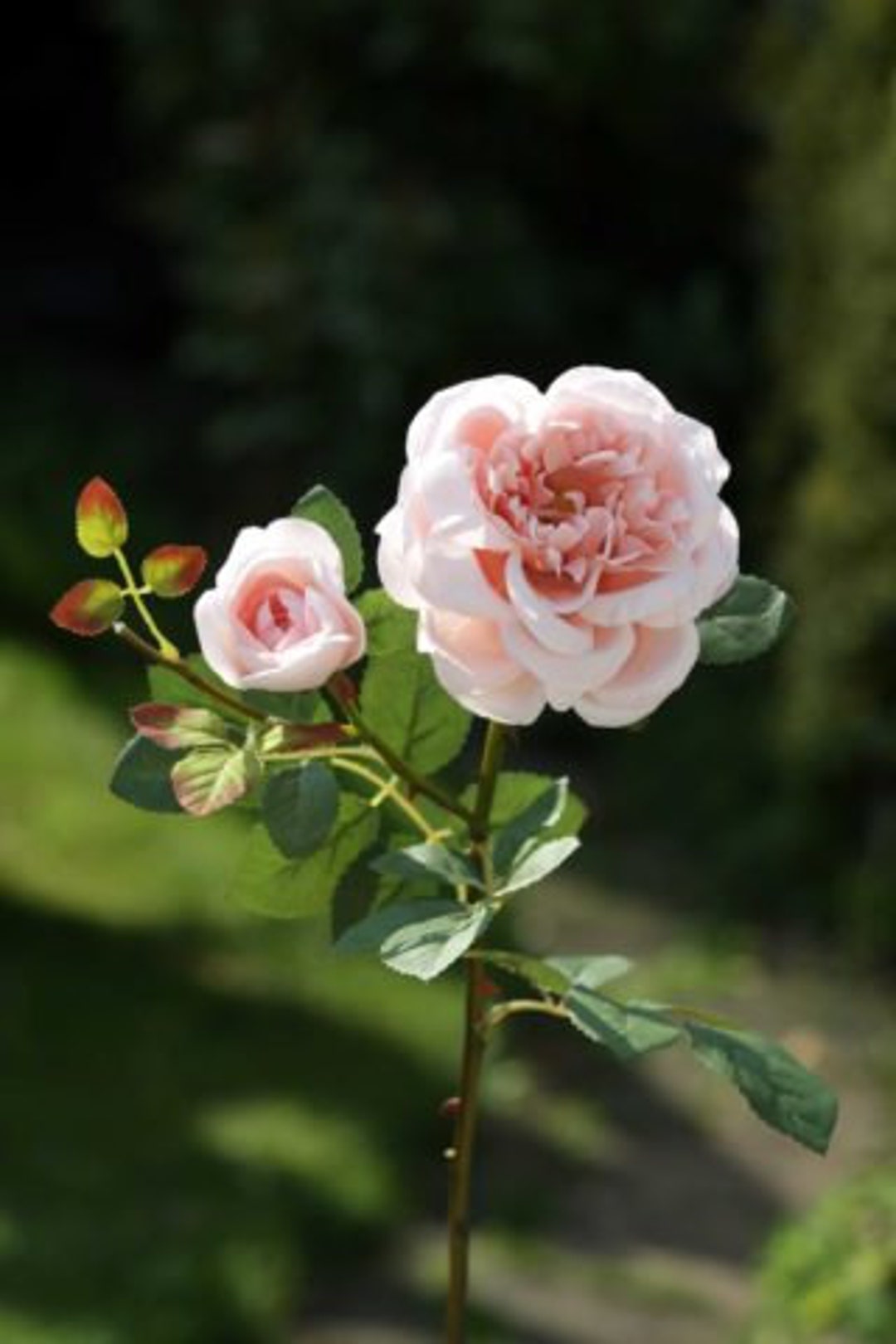 Englsih Roses Fake Artificial Old English Blush Pink Rose, Faux Roses, Mother's Day ...