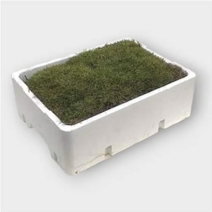 May include: A white rectangular planter filled with green grass.