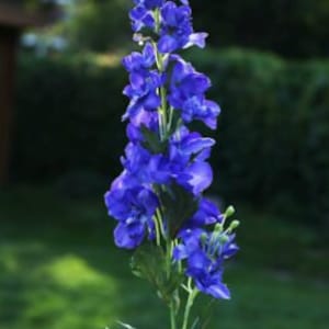Artificial Purple Delphinium, faux flower, floral stem, statement flowers, home decor 82cm