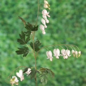 Artificial White Bleeding Hearts Stem, faux dicentra, artificial dicentra, faux white bleeding hearts, spring flowers, wedding flower