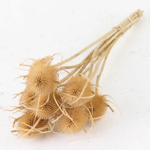 Dried Chardon Thistle Stem, French thistle, natural thistle, wedding corsage, dried sea holly, dried flower buttonhole, natural flowers