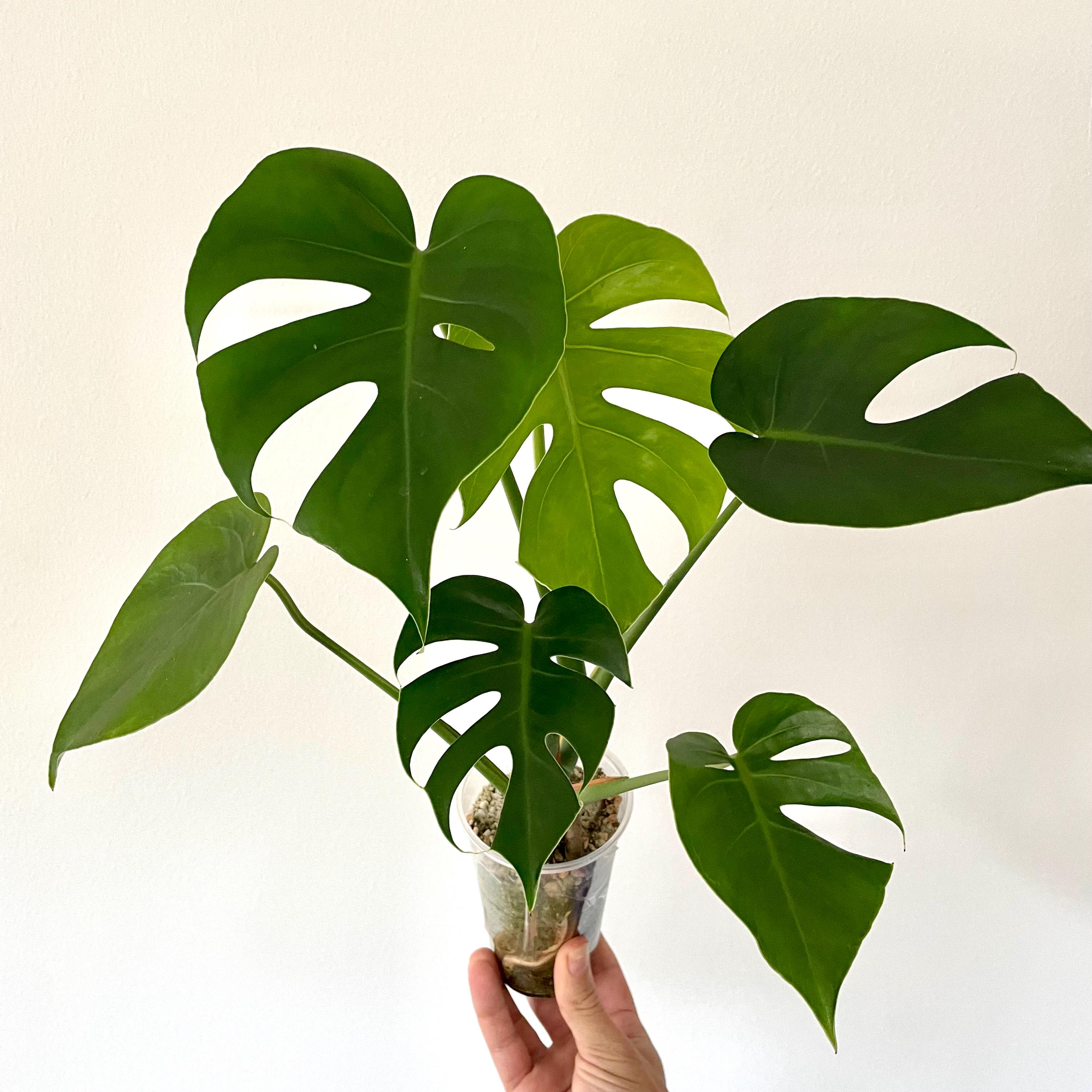monstera sp Monstera obliqua sp Colombia (M) – Amazon Garden Thailand main image 1