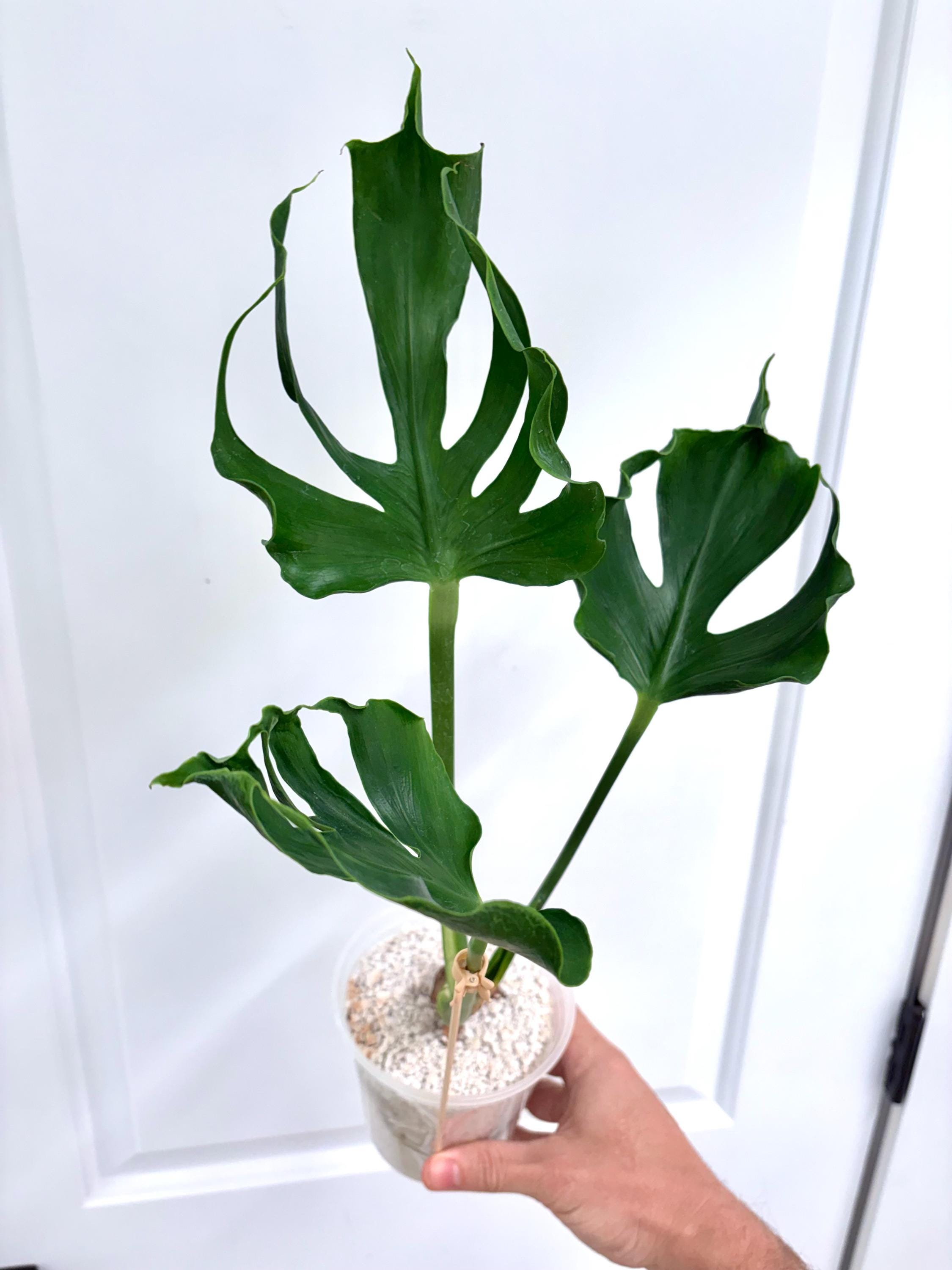 Unniiae Monstera - Etsy