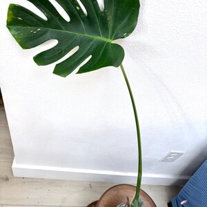 monstera dngen kaffee Zimmerpflanzen Dnger, Monstera Dnger, 6 Monate Depotwirkung  PlantMe