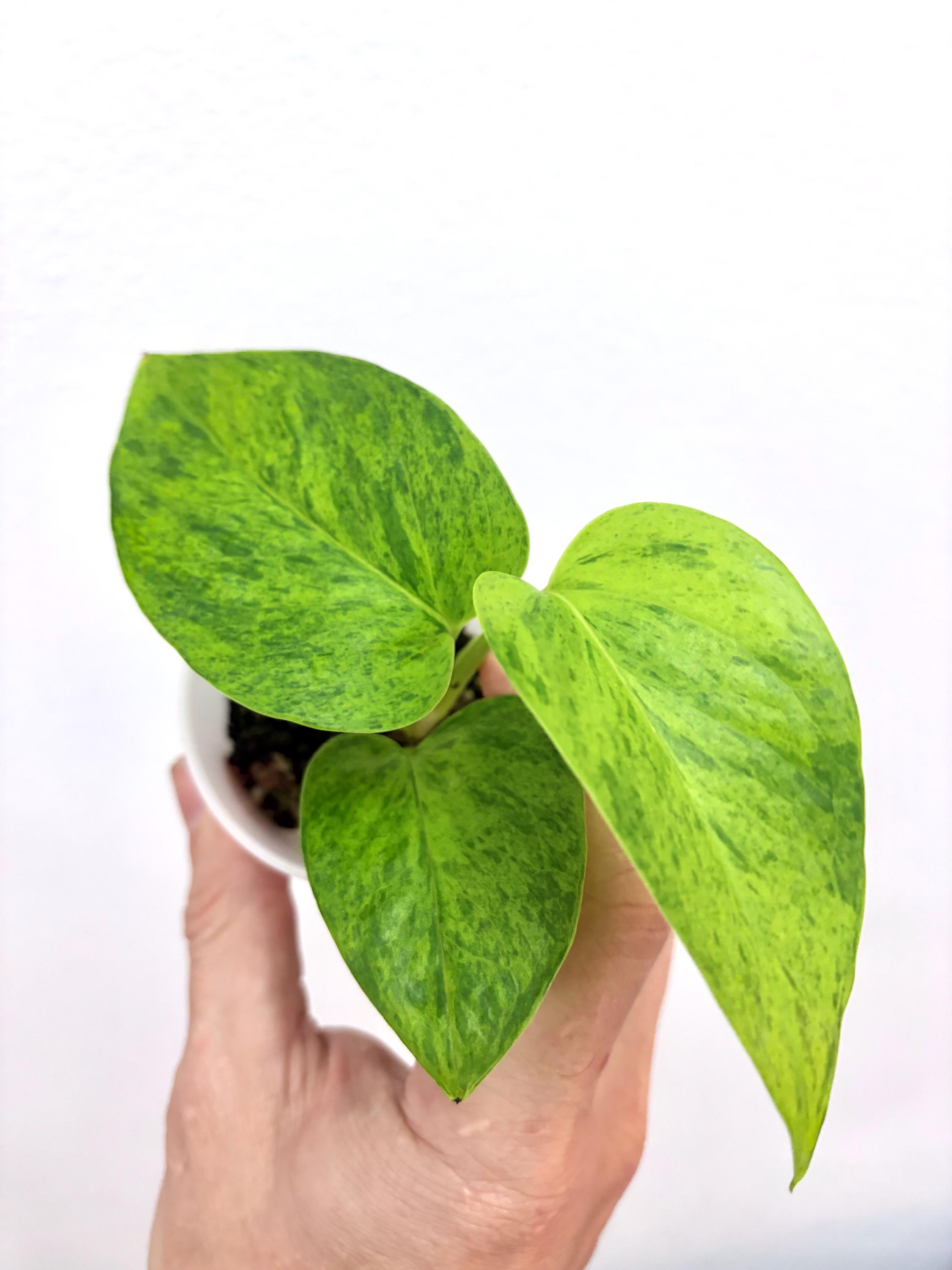 Carnival Pothos | Teruno Series #6 | Epipremnum Aureum Carnival |  Terunoworld | USA Seller - Etsy
