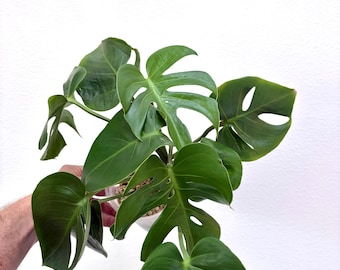 Form #6 | Monstera Deliciosa | Bangkok Plant Show Monstera Winner