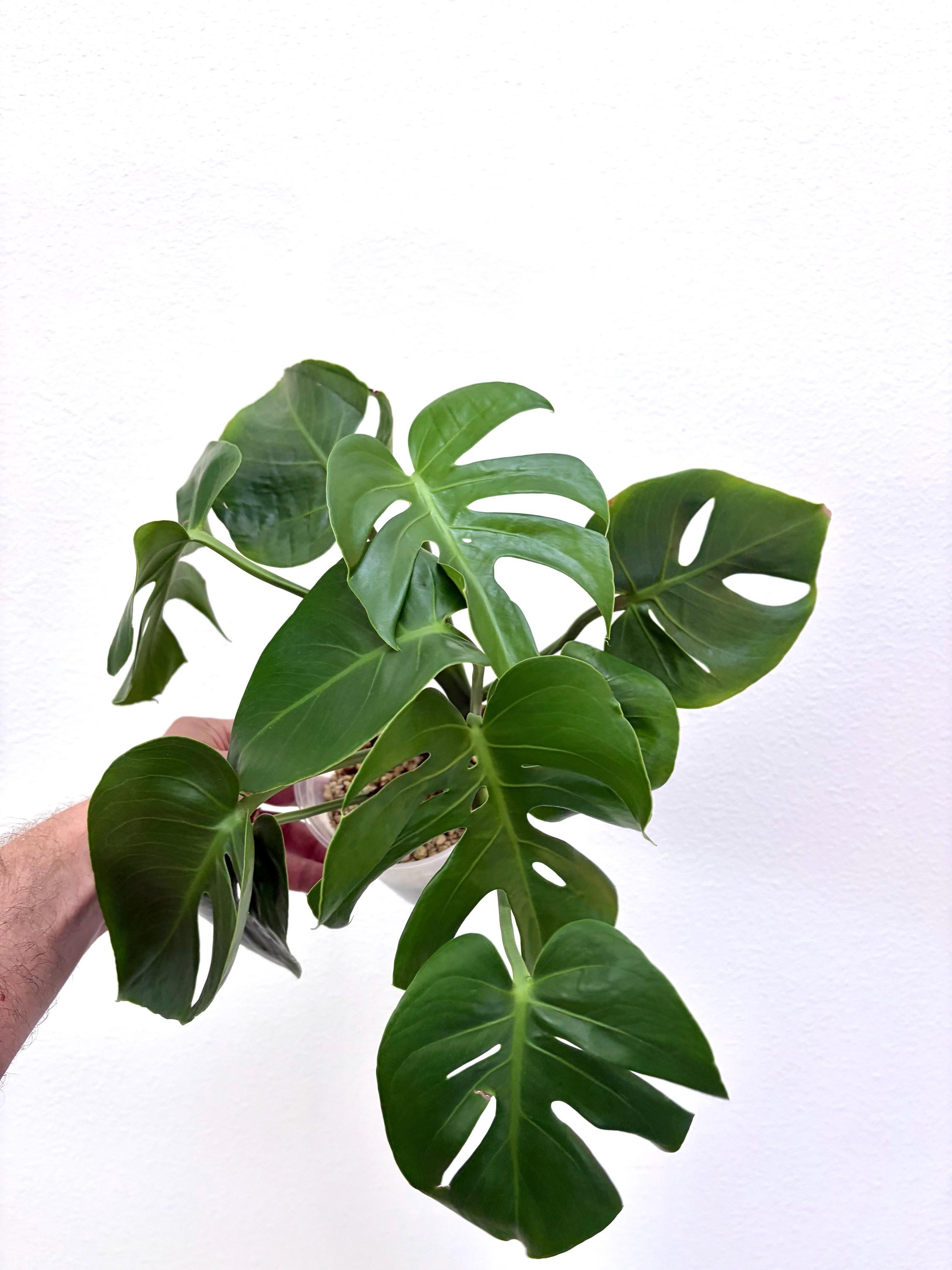Monstera Deliciosa Compacta - Etsy