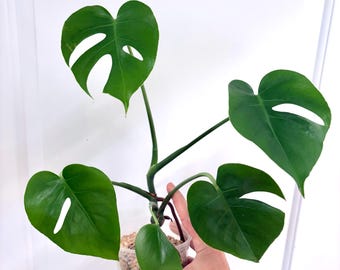 Form #6 | Monstera Deliciosa | Bangkok Plant Show Monstera Winner