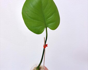 Form #6 | Monstera Deliciosa | Bangkok Plant Show Monstera Winner