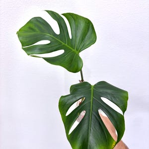 Monstera Brazilian Form - Etsy
