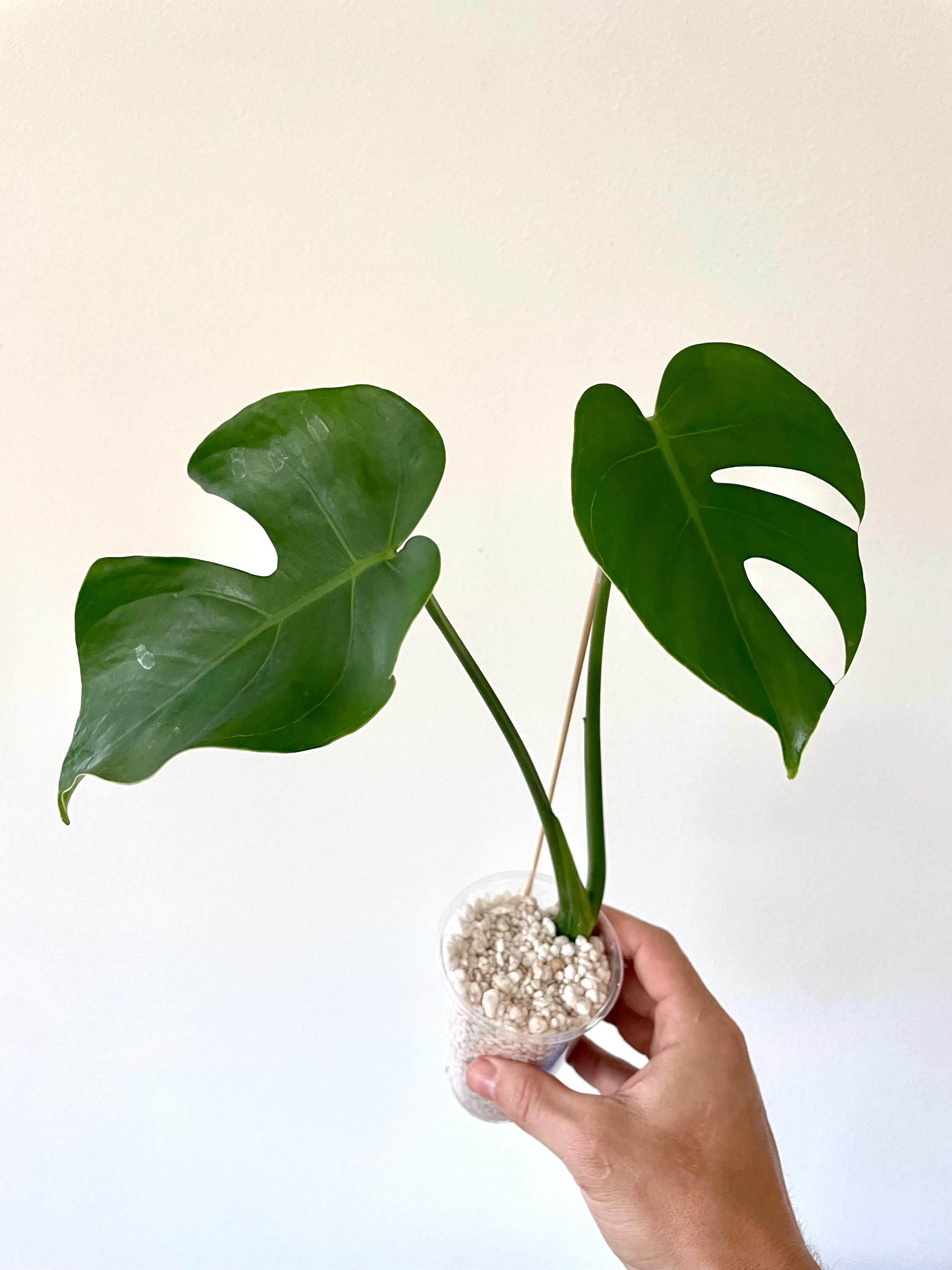 Monstera deliciosa var. compacta 