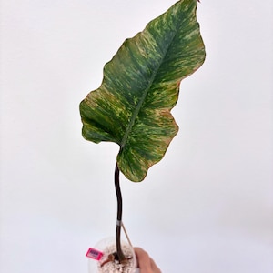 philodendron elegans kaufen Philodendron elegans