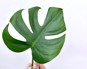 Compacta | Monstera Deliciosa "compacta" | Dwarf Monstera | Kunzo Lineage |  USA SELLER - Etsy