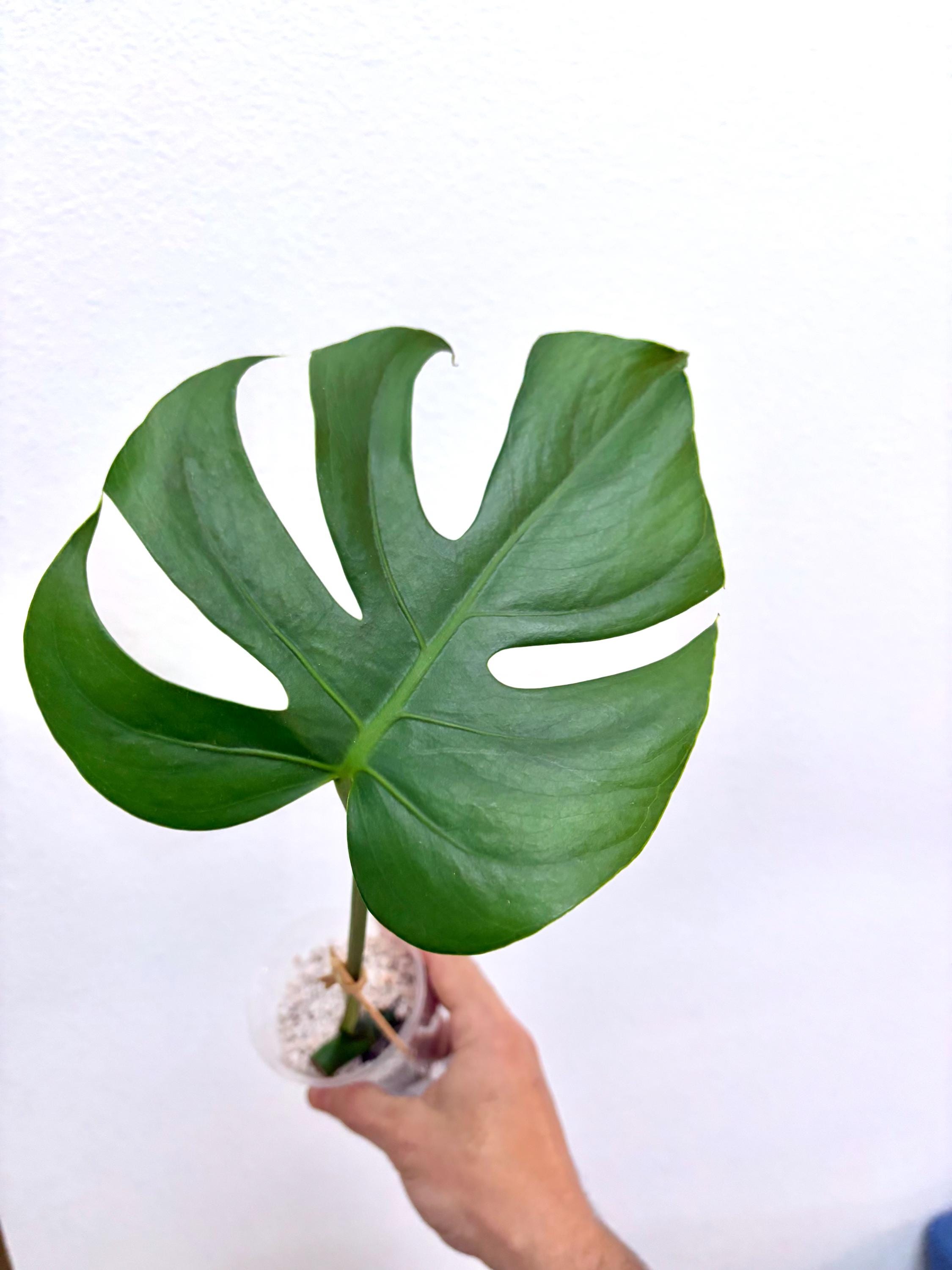 Monstera Deliciosa Compacta - Etsy