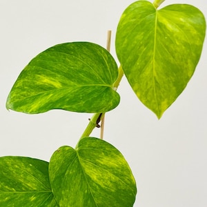 May include: Close-up of a vibrant green pothos plant with heart-shaped leaves. The leaves have a variegated pattern of lighter yellow-green hues. The plant is on a thin wooden support against a white background.