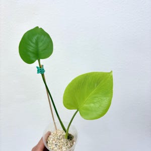 Monstera Brazilian Form - Etsy