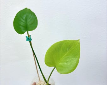 Form #6 | Monstera Deliciosa | Bangkok Plant Show Monstera Winner