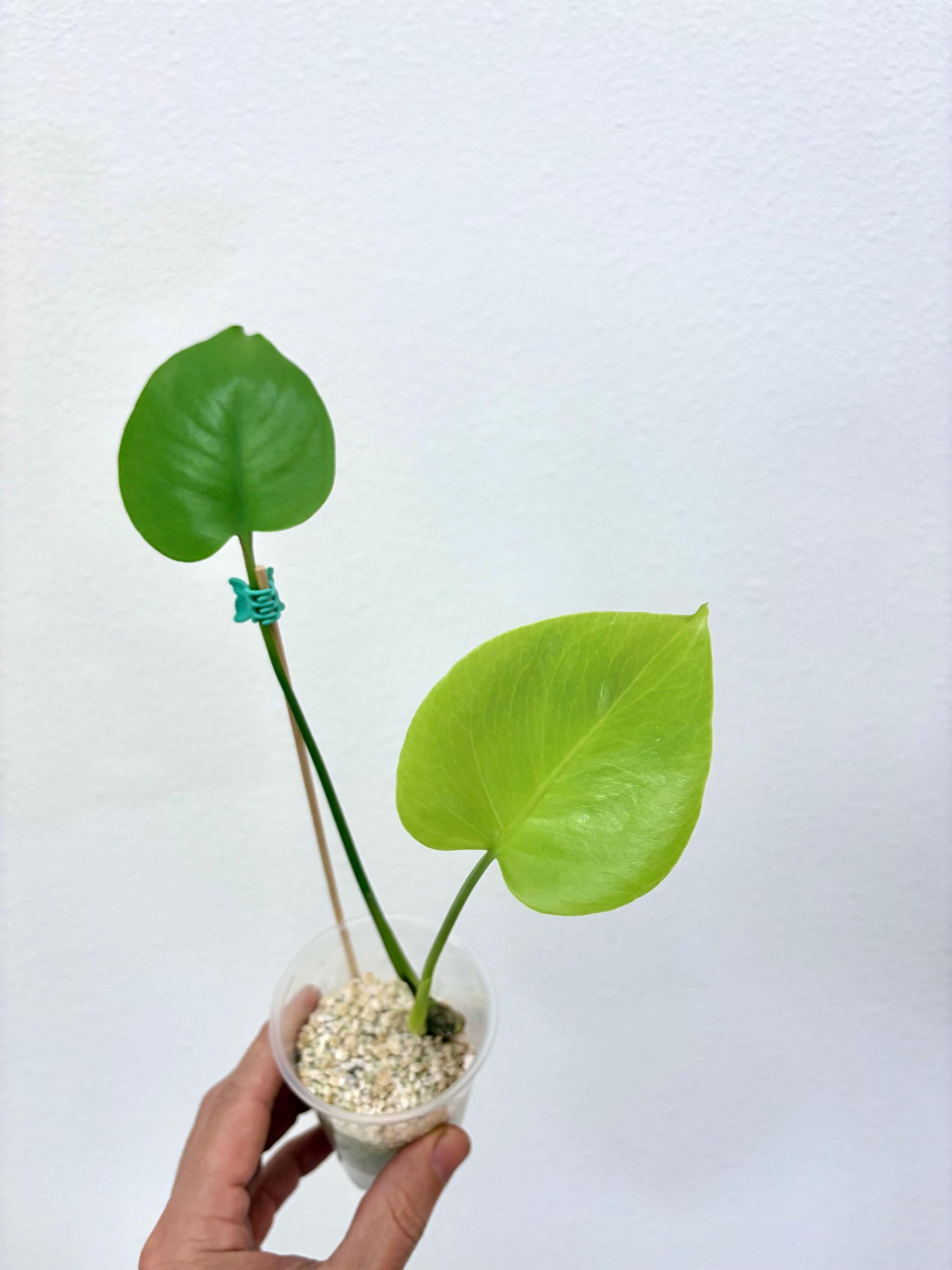 Monstera Deliciosa Compacta - Etsy