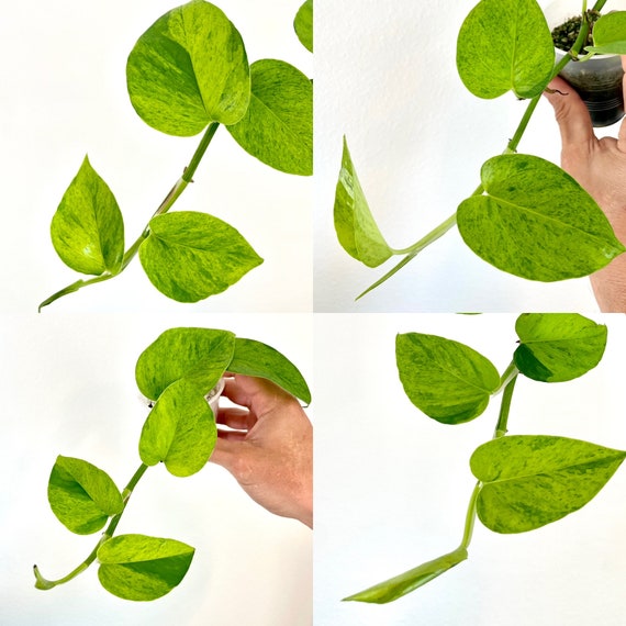 Carnival Pothos | Teruno Series #6 | Epipremnum Aureum Carnival |  Terunoworld | SLIGHT BLEMISH Mid-cut - Etsy