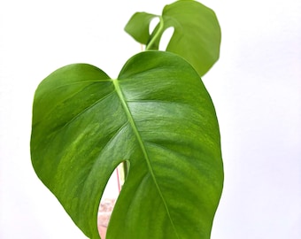 Super Rare Variegated Monstera Green on Green Plant - Variegated