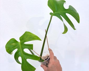 Form #6 | Monstera Deliciosa | Bangkok Plant Show Monstera Winner