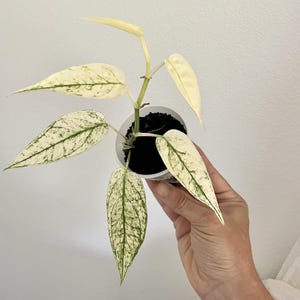 May include: A small potted plant with white and green variegated leaves. The plant is in a white plastic pot with dark brown soil.