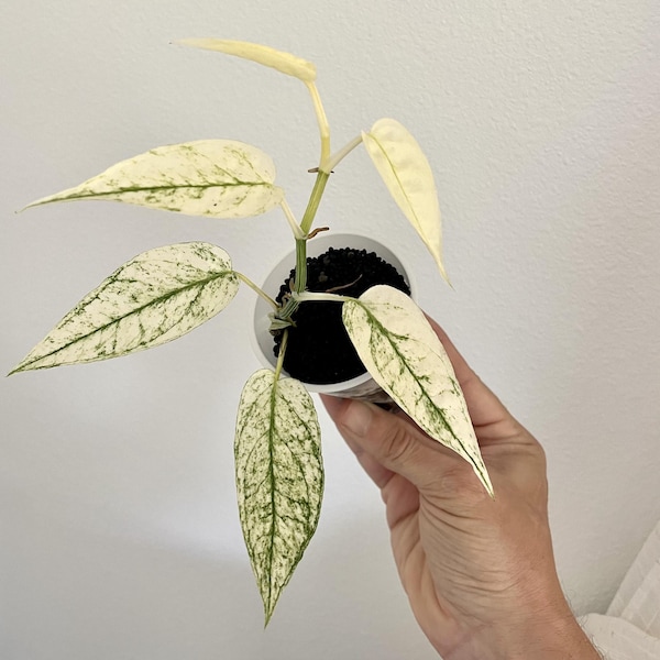 Cebu Ghost Rooted NODE | | Epipremnum pinnatum Cebu Blue Ghost Variegated | USA seller | Leafless node