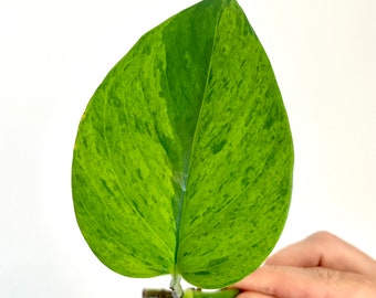 Carnival Pothos | Teruno Series | Epipremnum aureum Carnival | Terunoworld | TOP SELECT Mid-cut with extreme High NEON Variation
