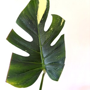 Variegated Sport Monstera - Etsy