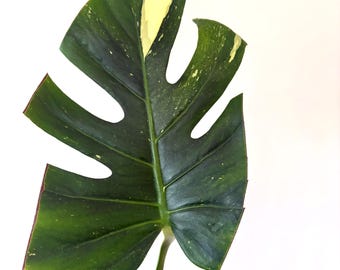 monstera napo Monstera adansonii 'Neon'