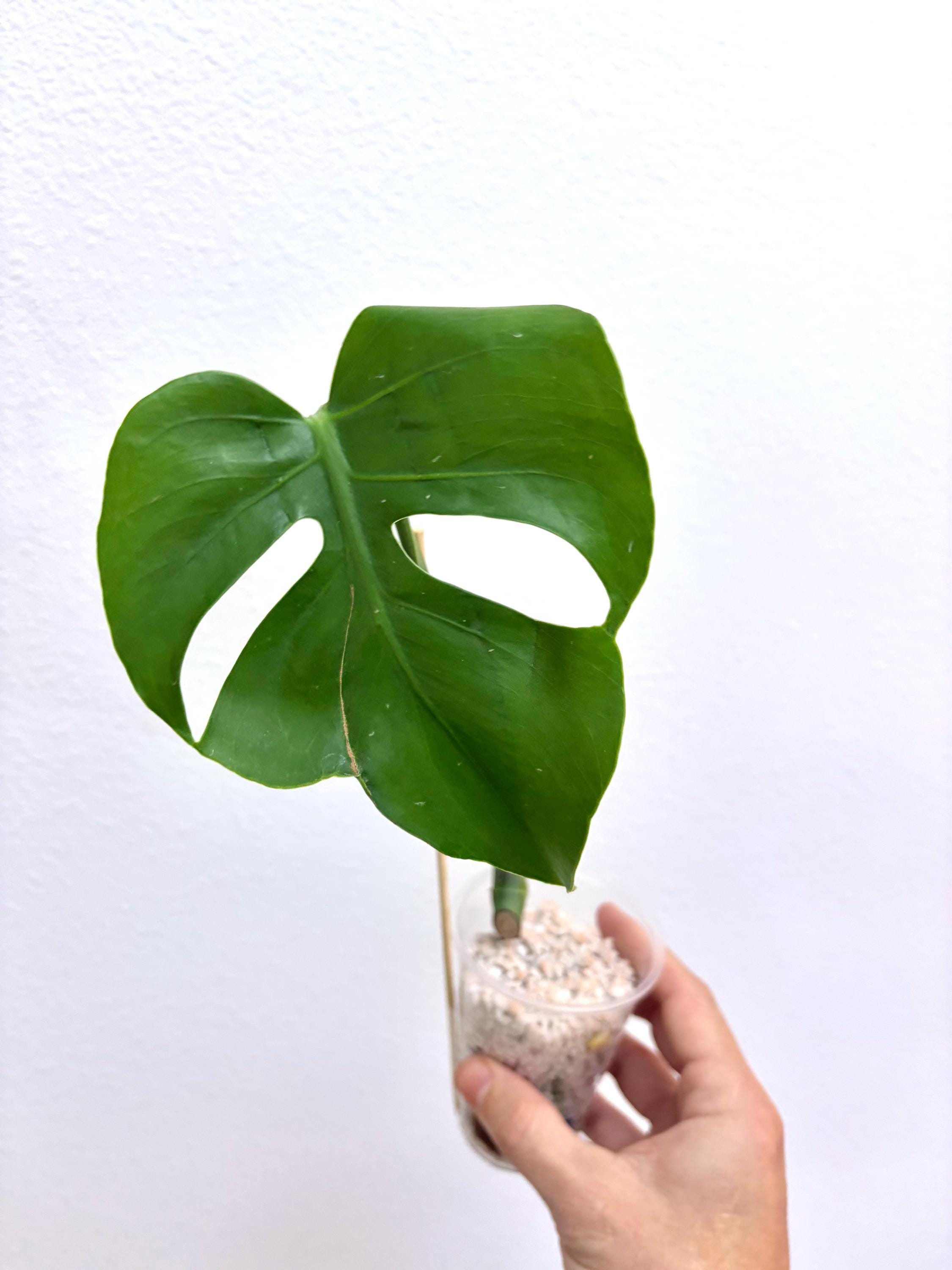 philodendron xanadu giftig Philodendron xanadu  Sprouts of Bristol