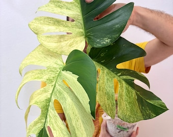 Form #6 | Monstera Deliciosa | Bangkok Plant Show Monstera Winner