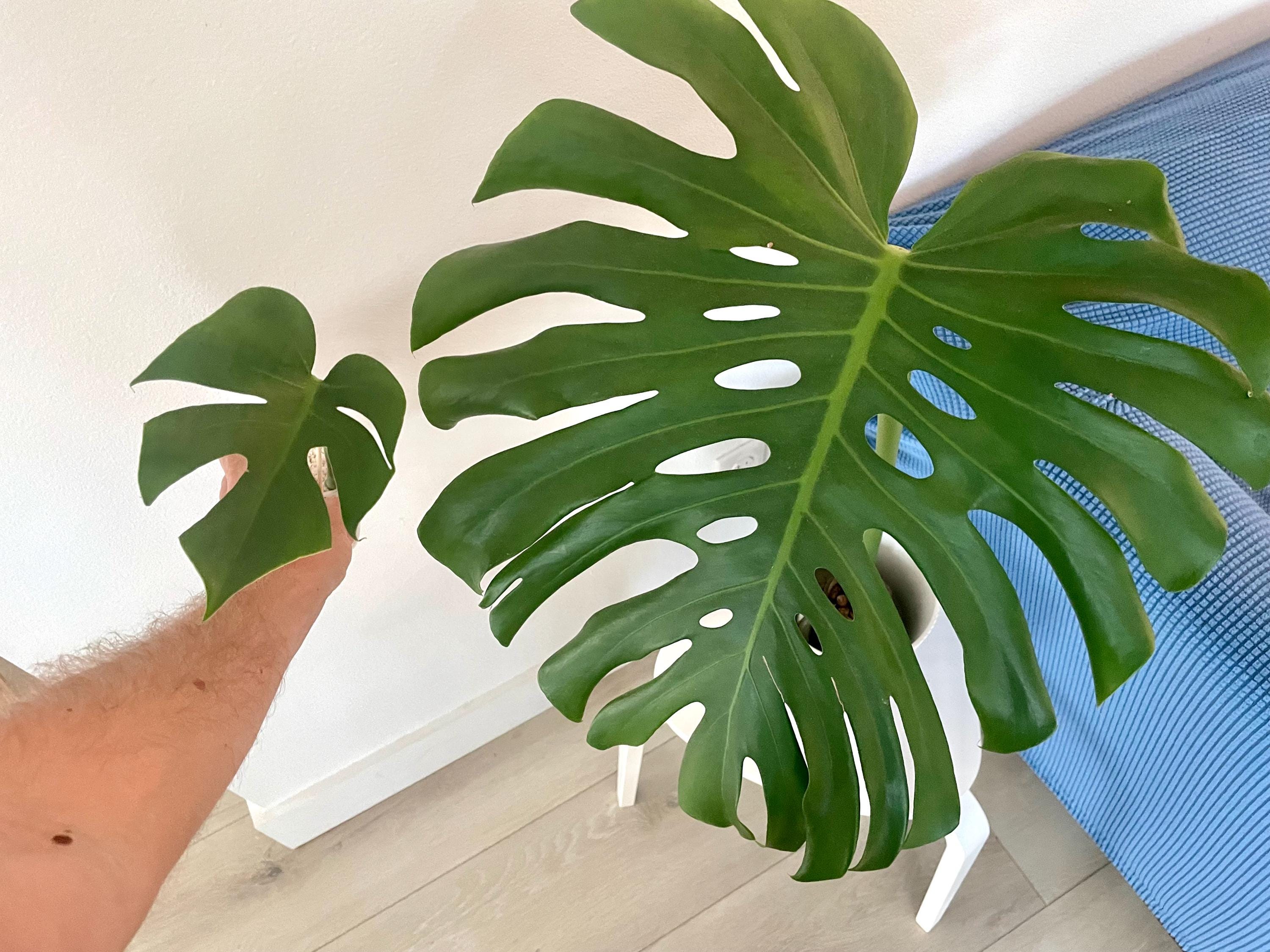 Monstera Deliciosa 'Compacta' 5号 Monstera deliciosa var. compacta 