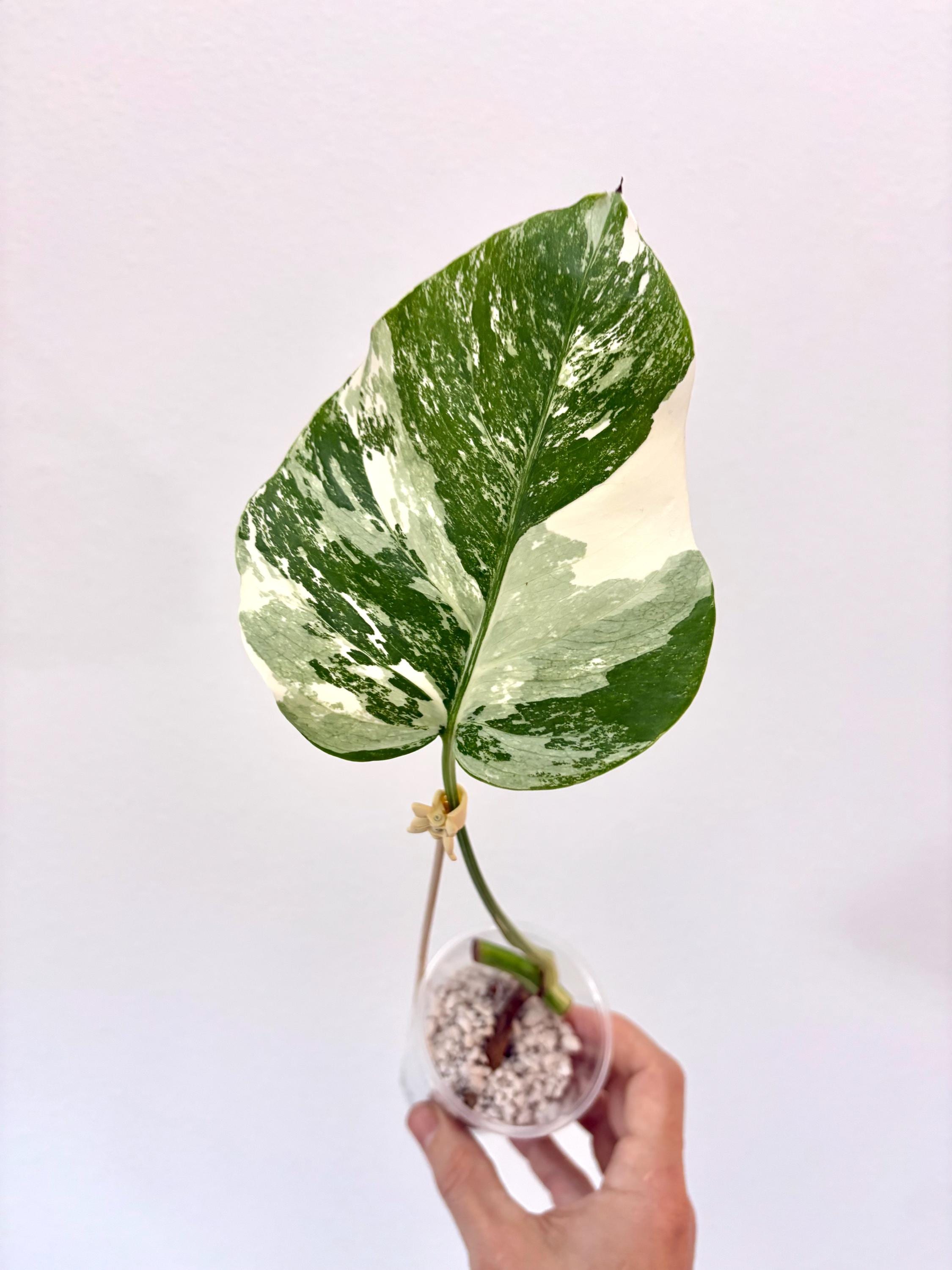 Albo Monstera Deliciosa Borsigiana Variegated | Albo Monstera Deliciosa Borsigiana Variegated |