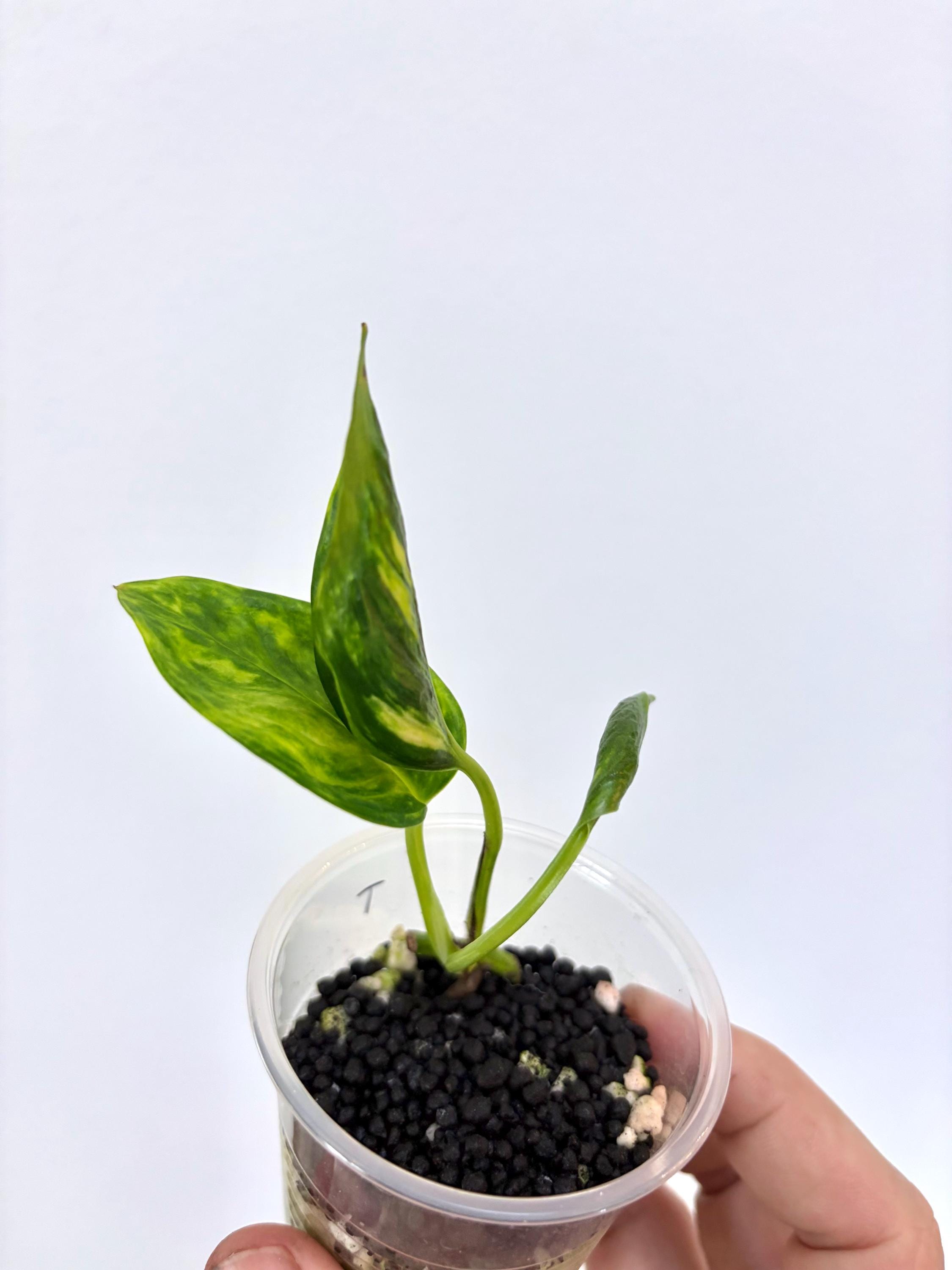 marigold seeds bulk Park's Whopper Yellow Marigold Seeds – Park Seed main image 1
