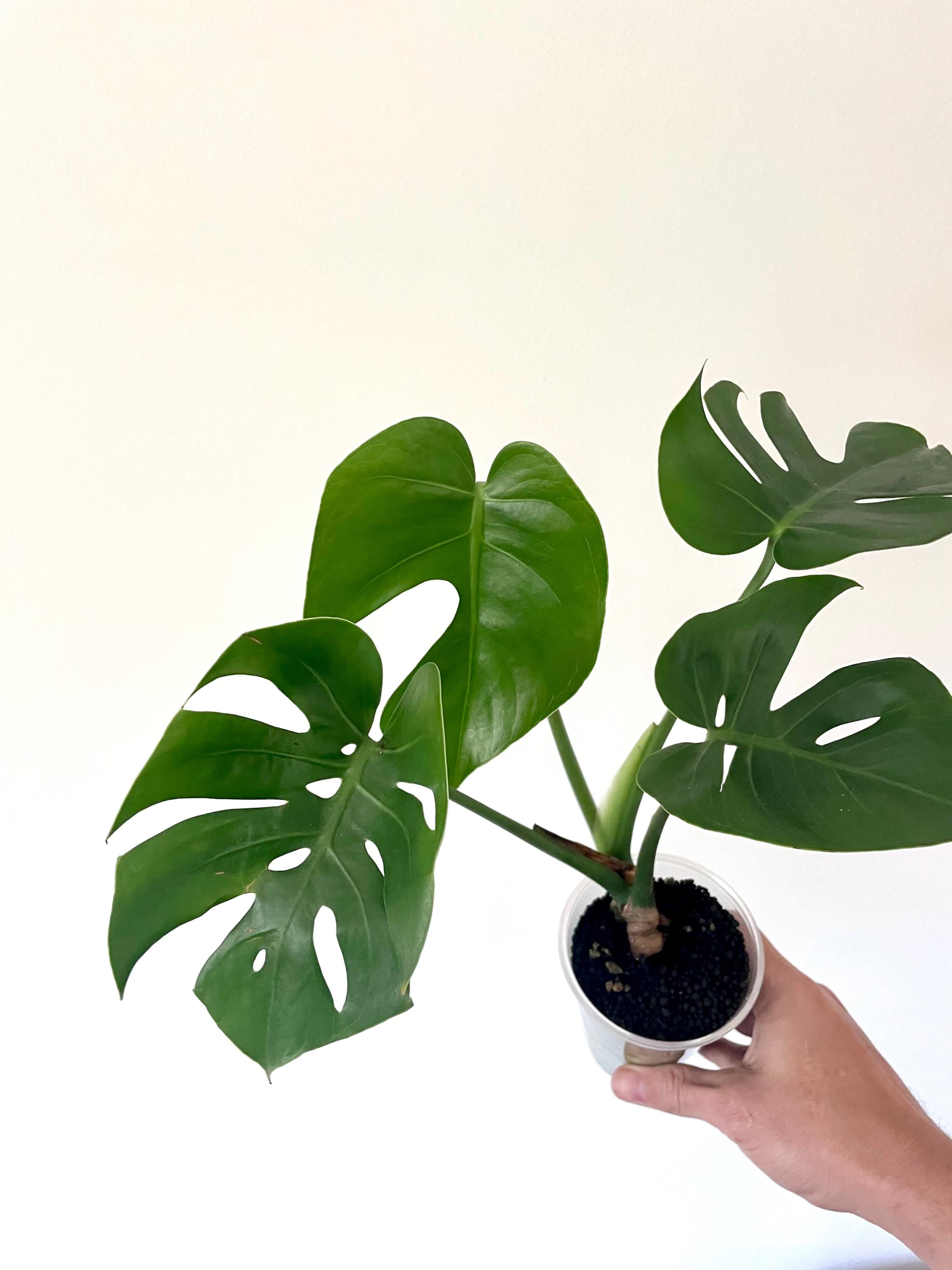 Monstera Deliciosa 'Compacta' 5号 Compacta | Monstera Deliciosa 