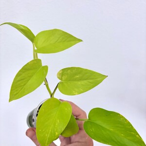 Neon Variegated Pothos - Etsy