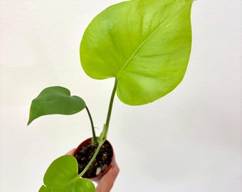 Form #6 | Monstera Deliciosa | Bangkok Plant Show Monstera Winner