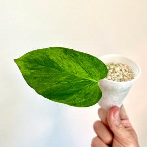 Epipremnum Neon Joy Pothos - Etsy
