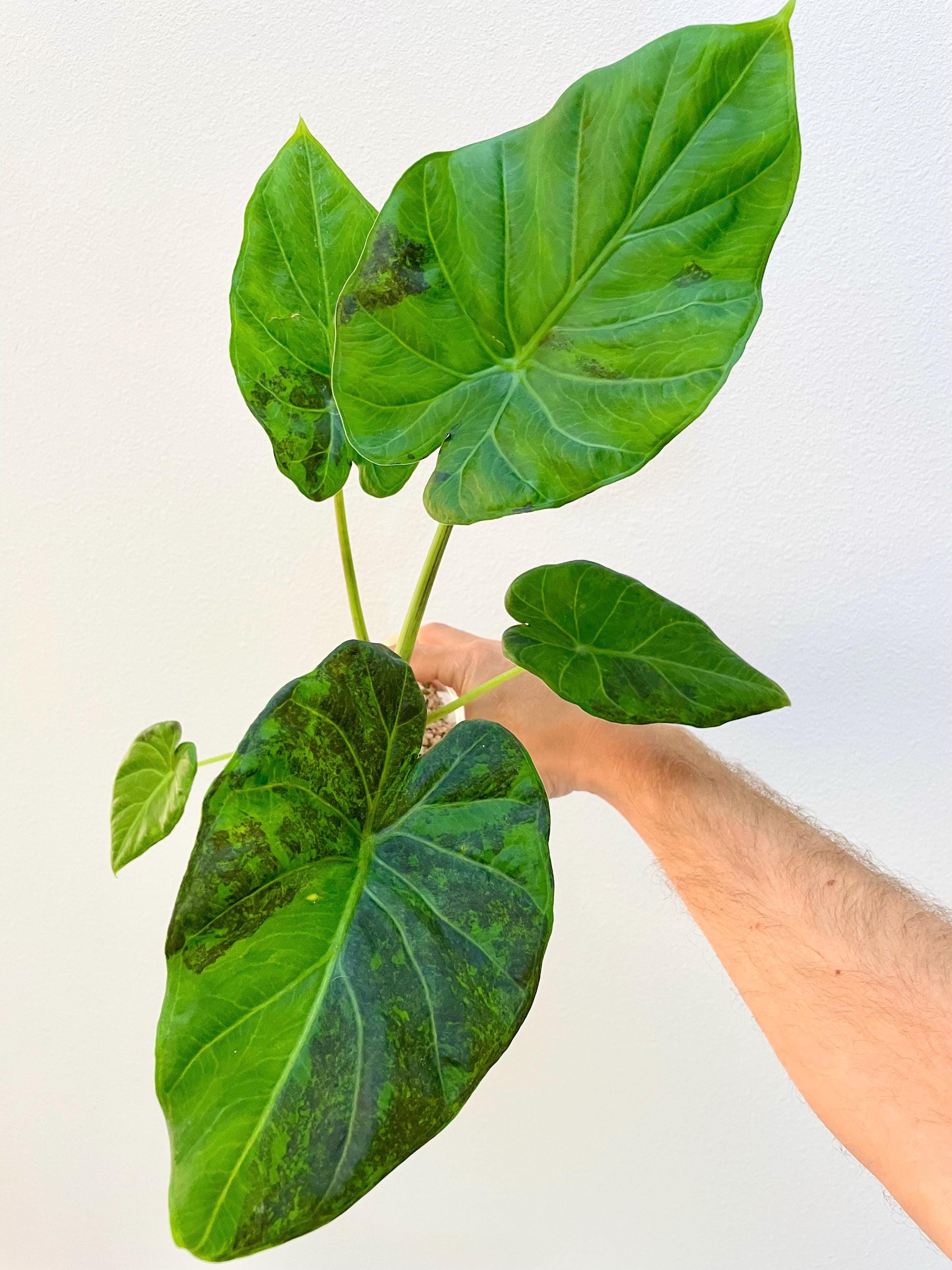 Green on Green Regal Shield CORM | Alocasia Gog Variegated | USA
