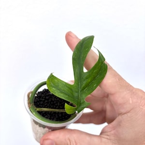 May include: A small green plant with a single pinnate leaf featuring deep lobes and light green variegation. The plant is rooted in a clear plastic cup filled with dark black substrate and white perlite, showing a curved stem inside the container.