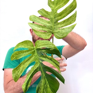 Monstera Brazil - Etsy