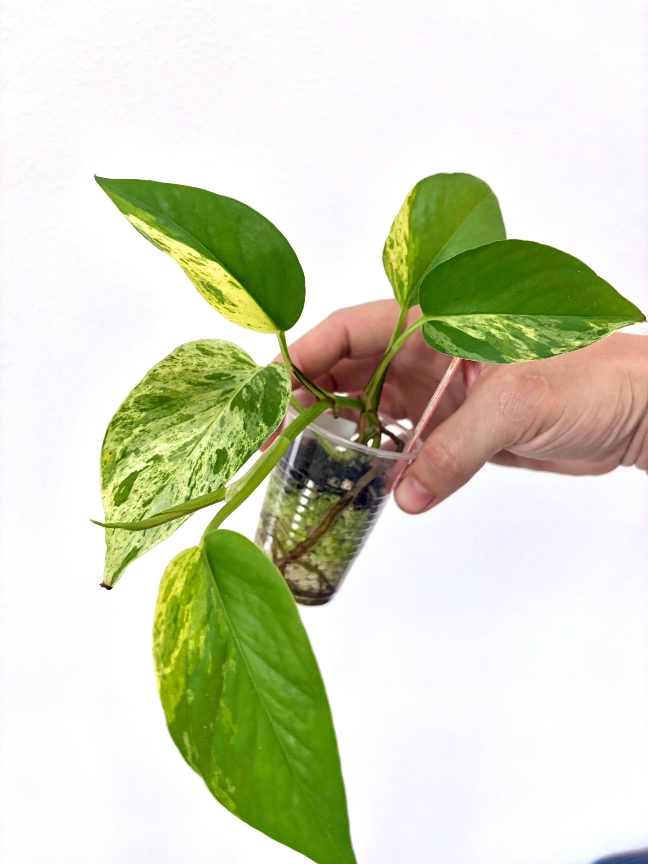HAPPINESS Pothos | Terunoworld Variegated Epipremnum Aureum | Rare