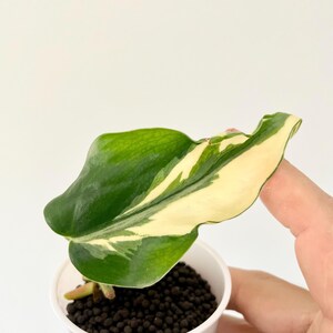 Mutant Rio Philodendron - Authentic | Rooted Mid-cut | USA seller