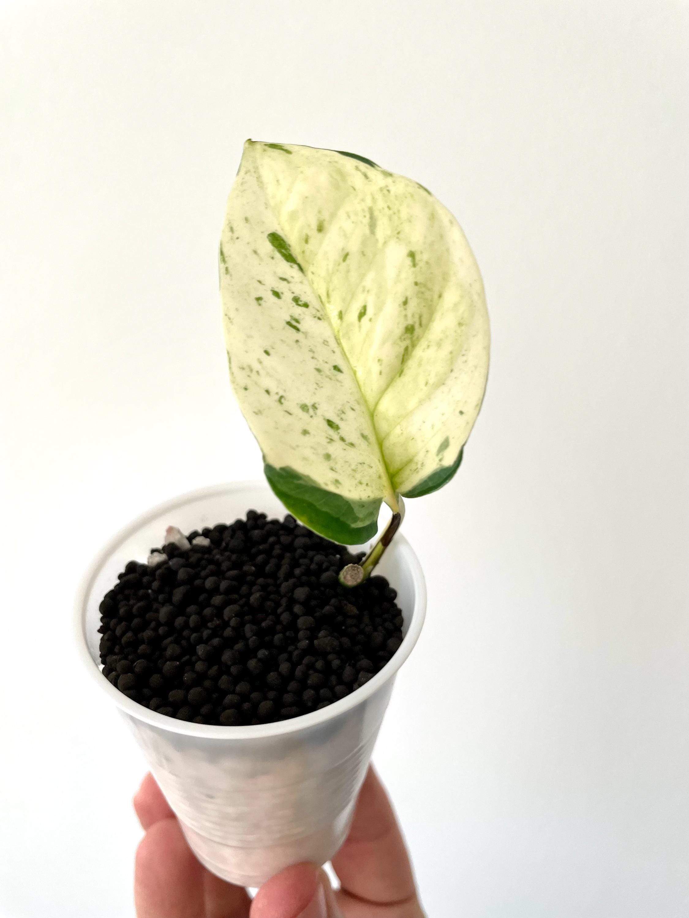 tiny succulent Baby Succulent Mix (4 Plants) 6cm Pot House Plants  Plants For All Seasons
